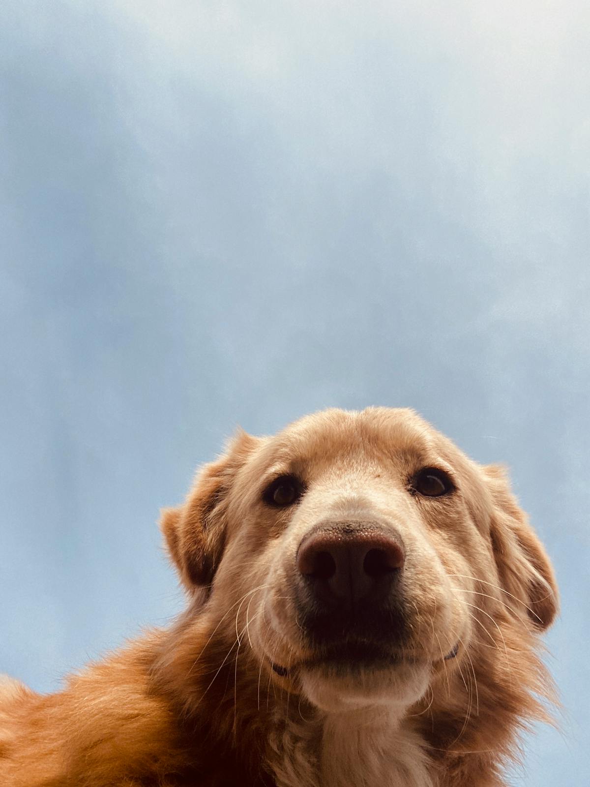 黃金獵犬抬頭望向天空,此犬種為遺傳性腫瘤風險相對較高的品種之一