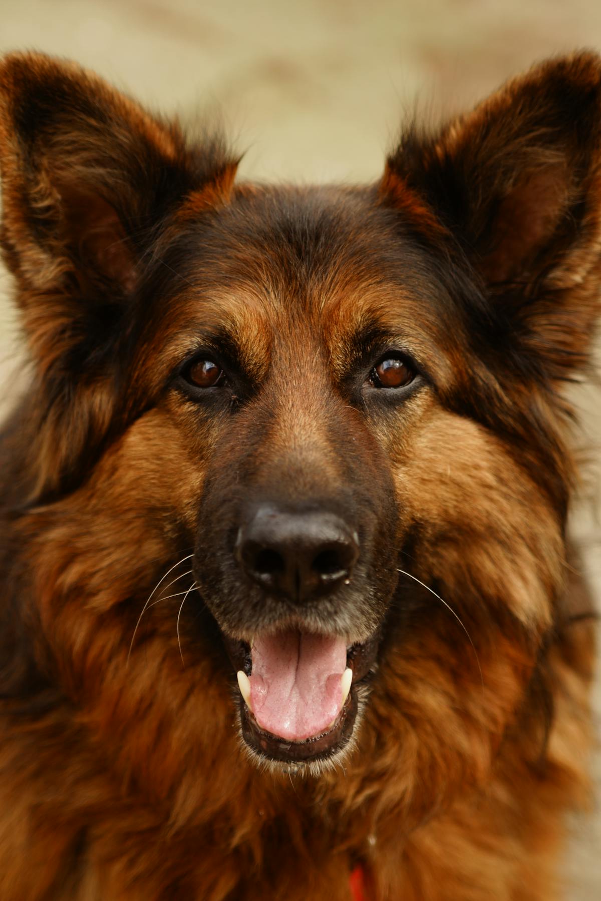 德國牧羊犬特寫,此品種為退化性脊髓病(DM)最常見的高風險遺傳性犬種
