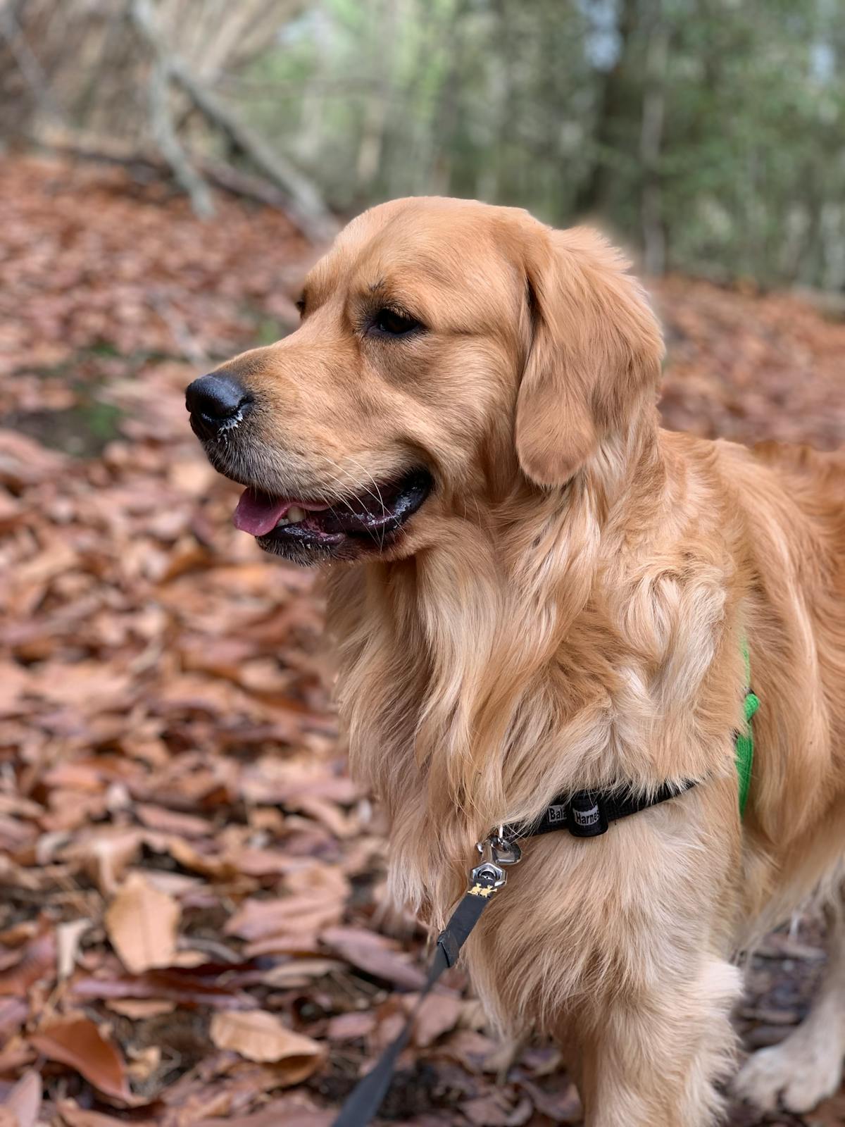 黃金獵犬在戶外漫步,象徵毛孩皮膚遺傳疾病的照護關注