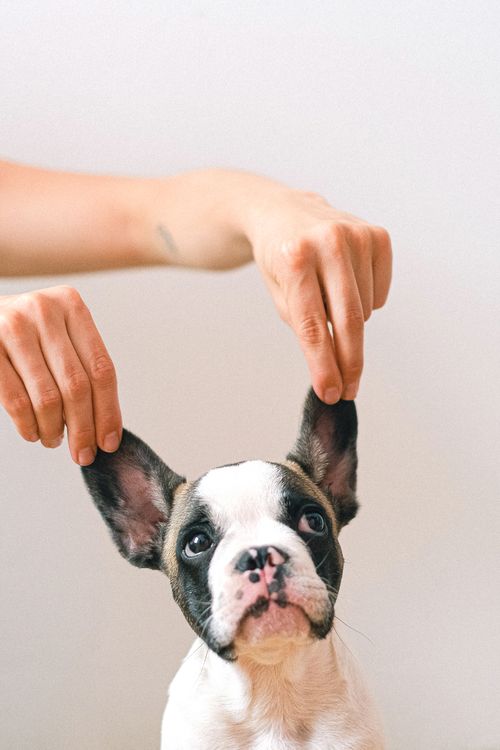法國鬥牛犬幼犬,人手輕輕撚起他的耳朵