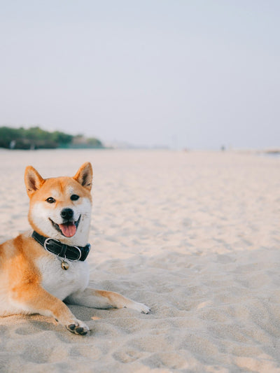 可愛的柴犬,比利基因寵物基因檢測