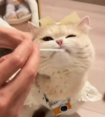 貓咪基因檢測組