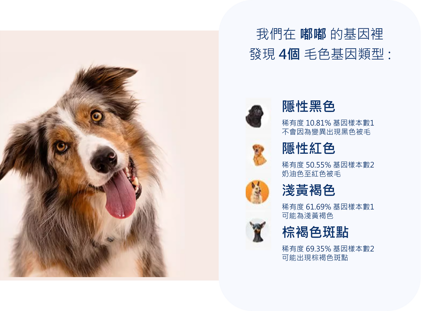 狗狗基因檢測組