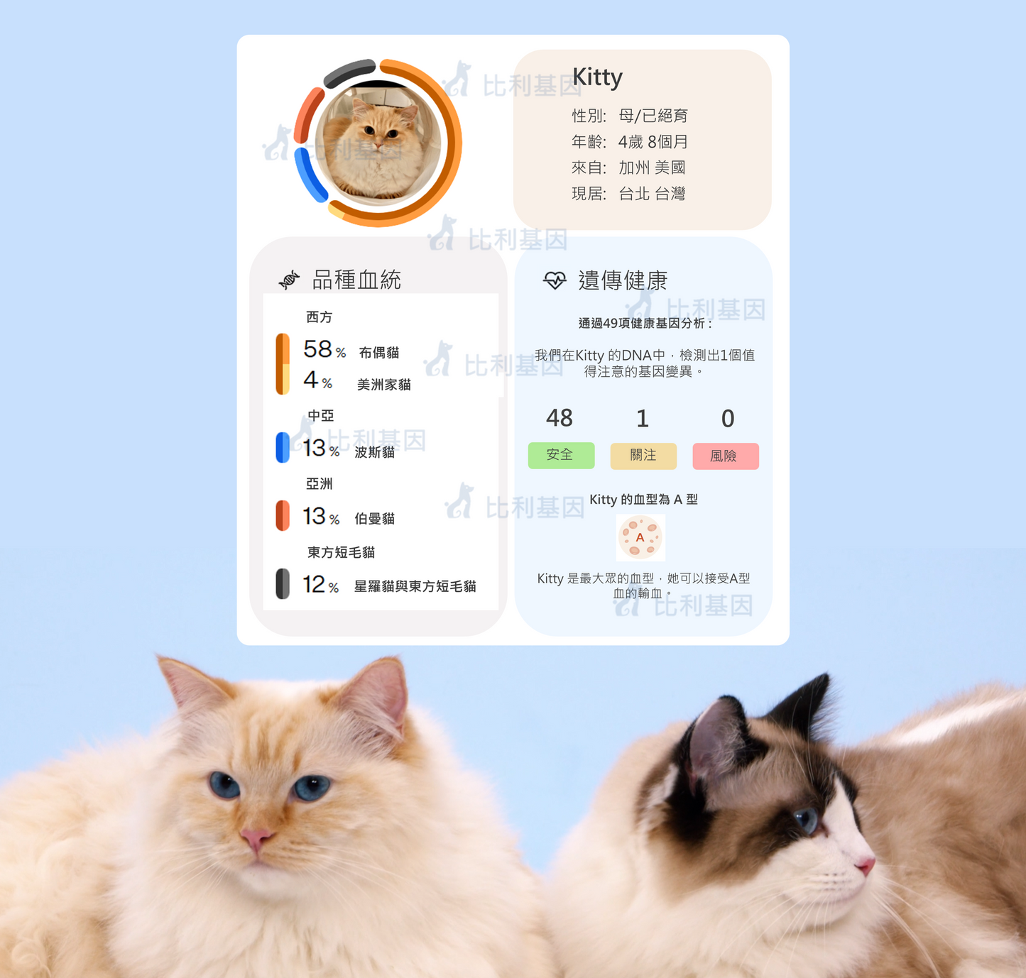 貓咪基因檢測組