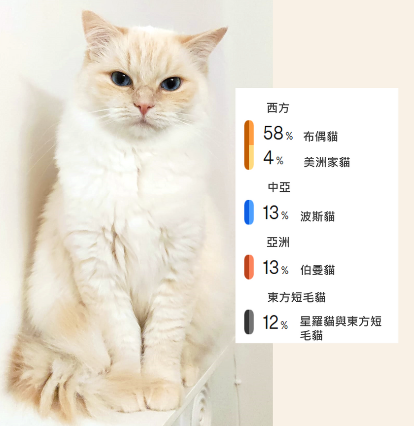 比利基因貓咪品種分析示例報告