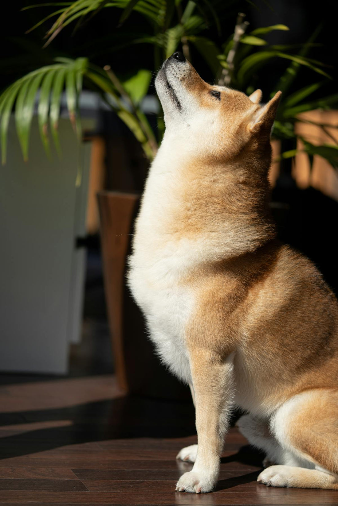 柴犬側面近照，展現獨特的遺傳外型特徵
