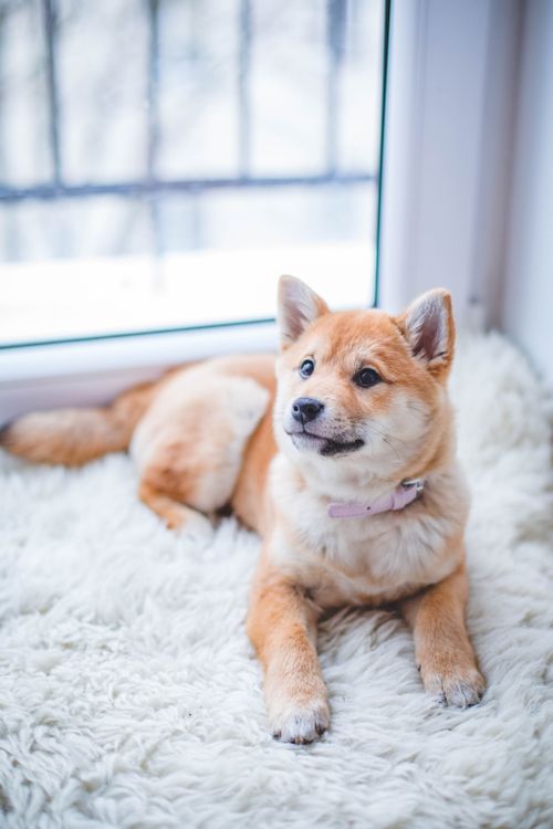 一隻橘紅色、類似柴犬的狗狗