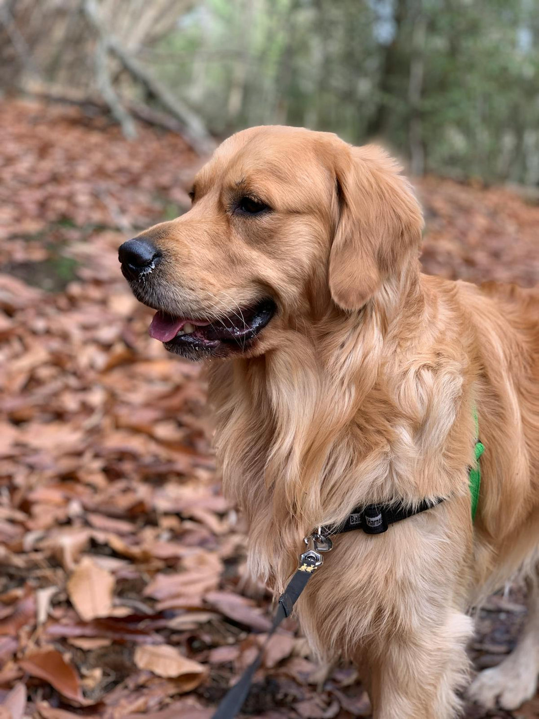 黃金獵犬在戶外漫步，象徵毛孩皮膚遺傳疾病的照護關注