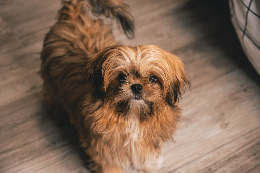 西施犬幼犬特寫，展現蓬鬆毛髮與圓潤五官