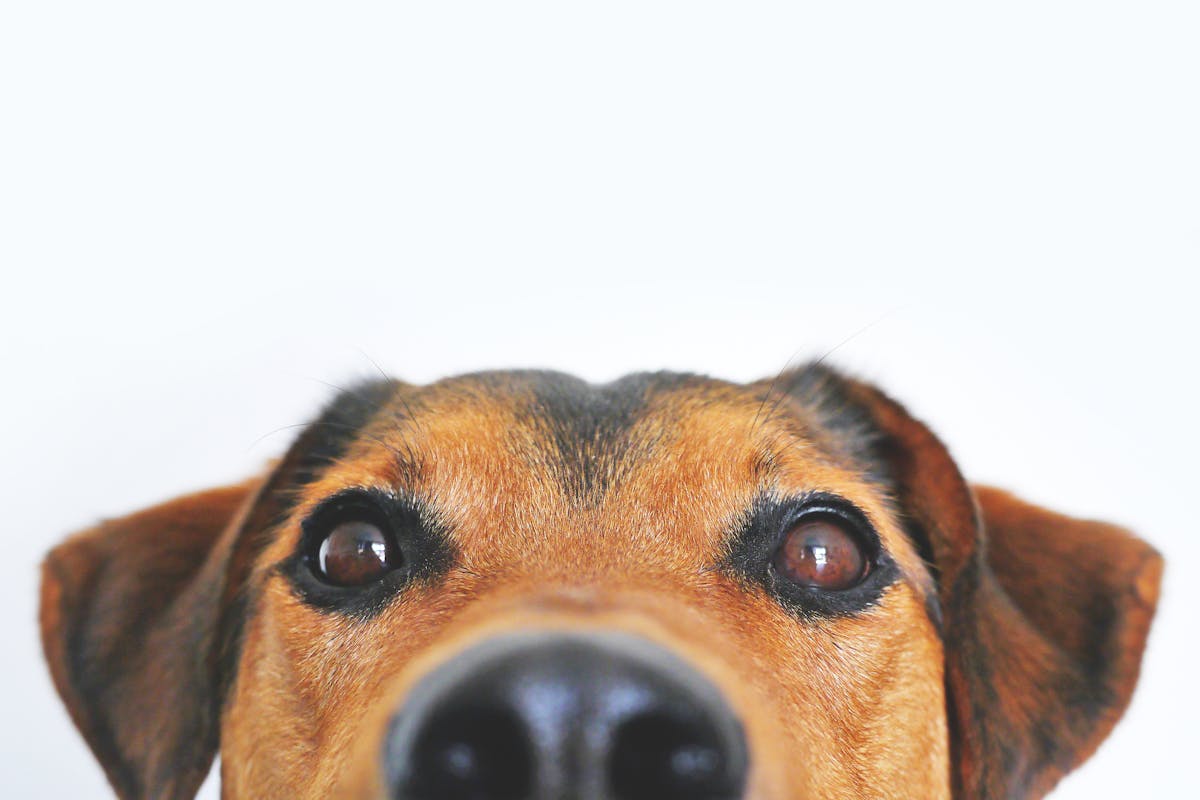 可愛的米克斯犬特寫，象徵每隻毛孩都值得被了解