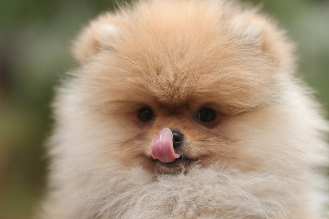 博美犬的遺傳疾病：膝蓋骨脫臼、氣管塌陷與脫毛症完整指南