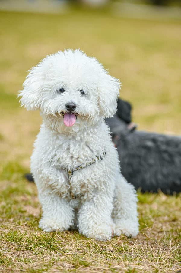 貴賓犬的遺傳疾病：飼主必知的基因健康風險