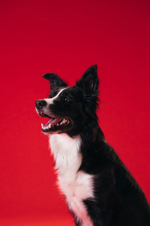 邊境牧羊犬的遺傳疾病：CEA、TNS 與癲癇的基因風險