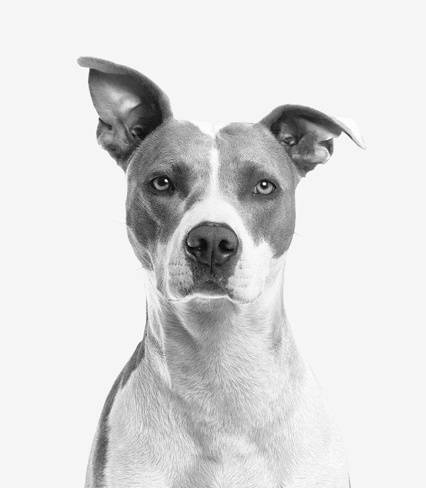 為老犬做基因檢測的 7 個理由：高齡毛孩也需要了解自己的 DNA
