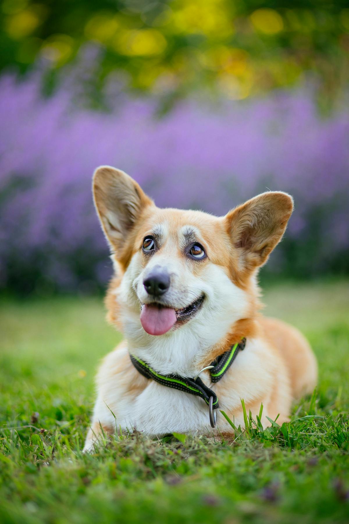 可愛柯基犬趴在草地上，展現迷人的毛色與遺傳基因特徵