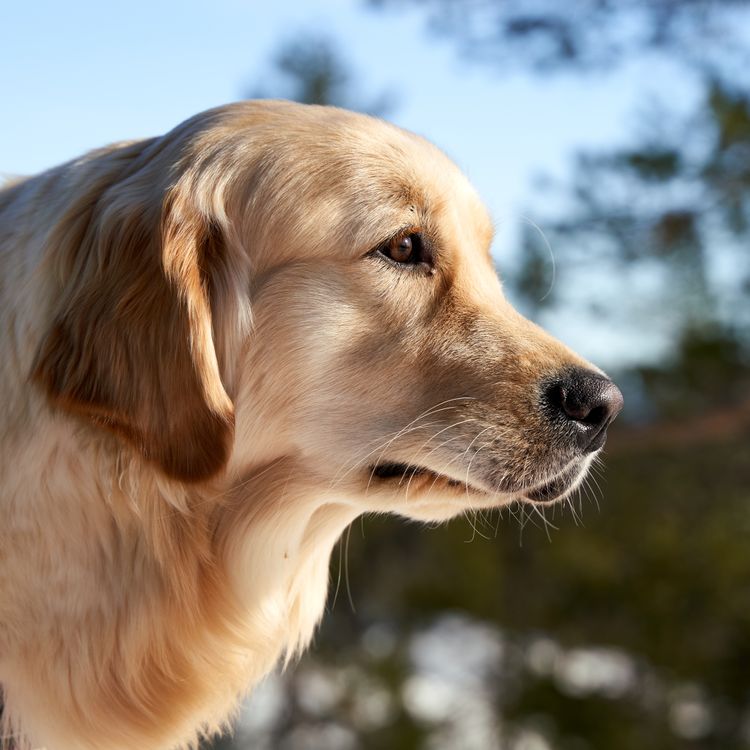 陽光下側臉望向遠方的黃金獵犬