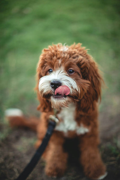 可愛的貴賓犬，比利基因寵物基因檢測