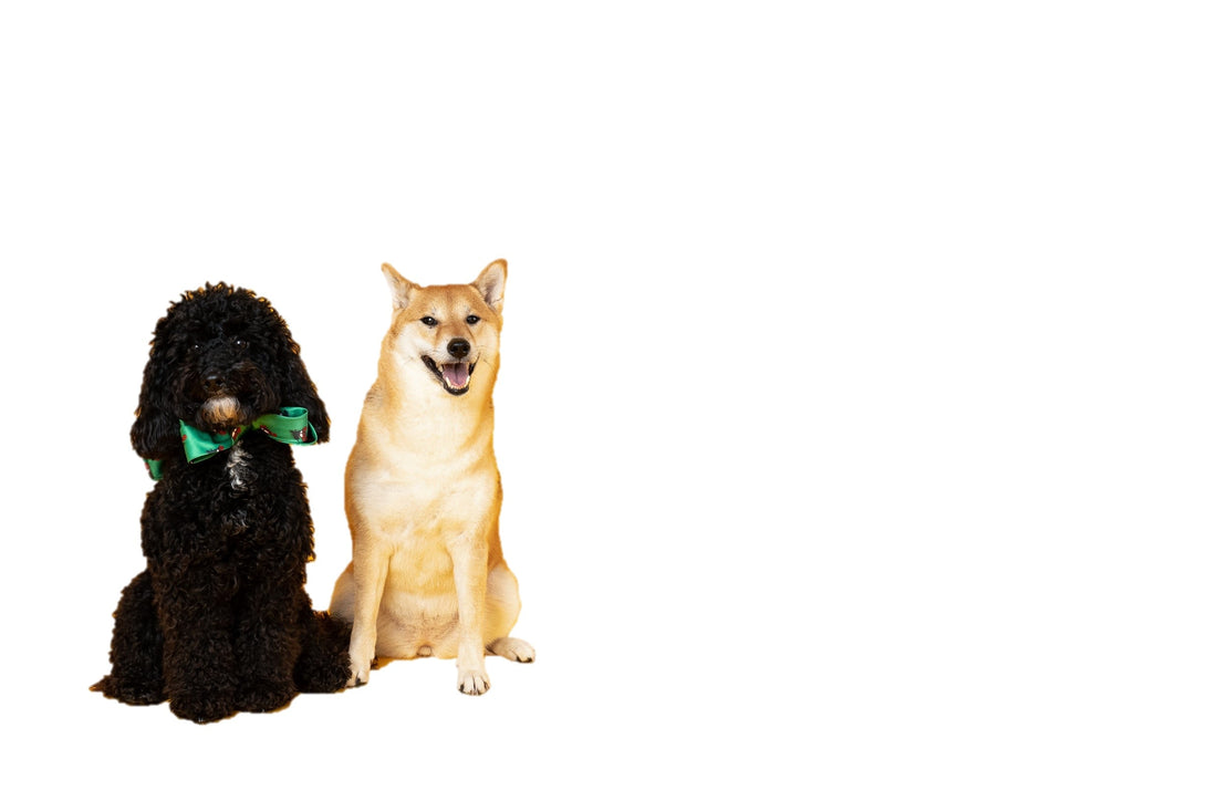 柴犬與貴賓犬並肩站立，象徵狗狗疾病依品種分類的遺傳與環境風險