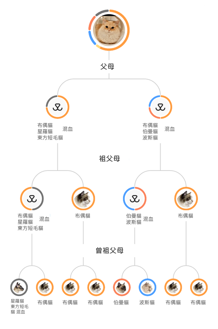 貓咪品種詳細說明報告截圖