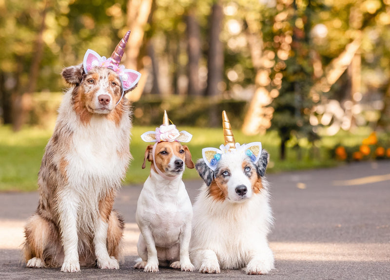 外觀與個性特質