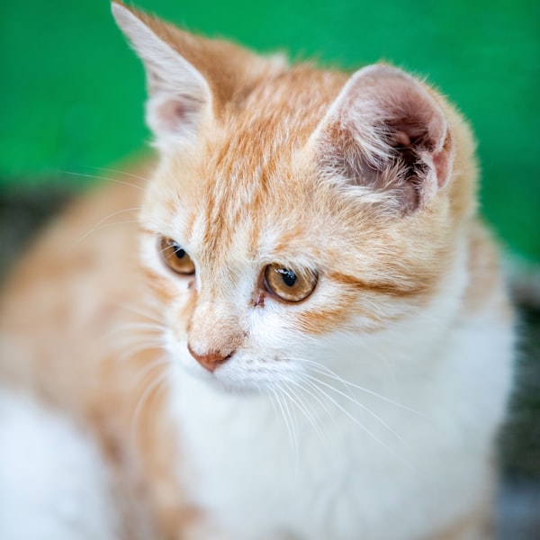 橘色虎斑貓肖像