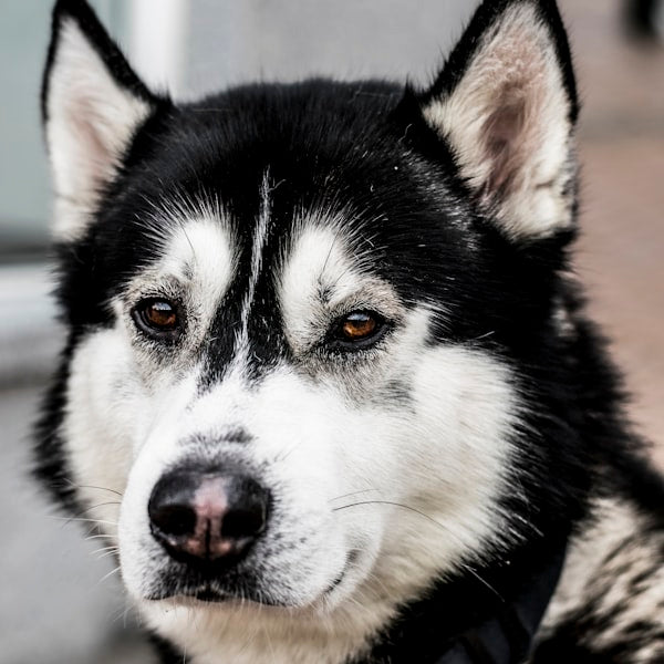 哈士奇肖像特寫